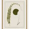 Botanical Pressings II