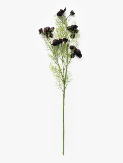 Burgundy Cosmos Stem