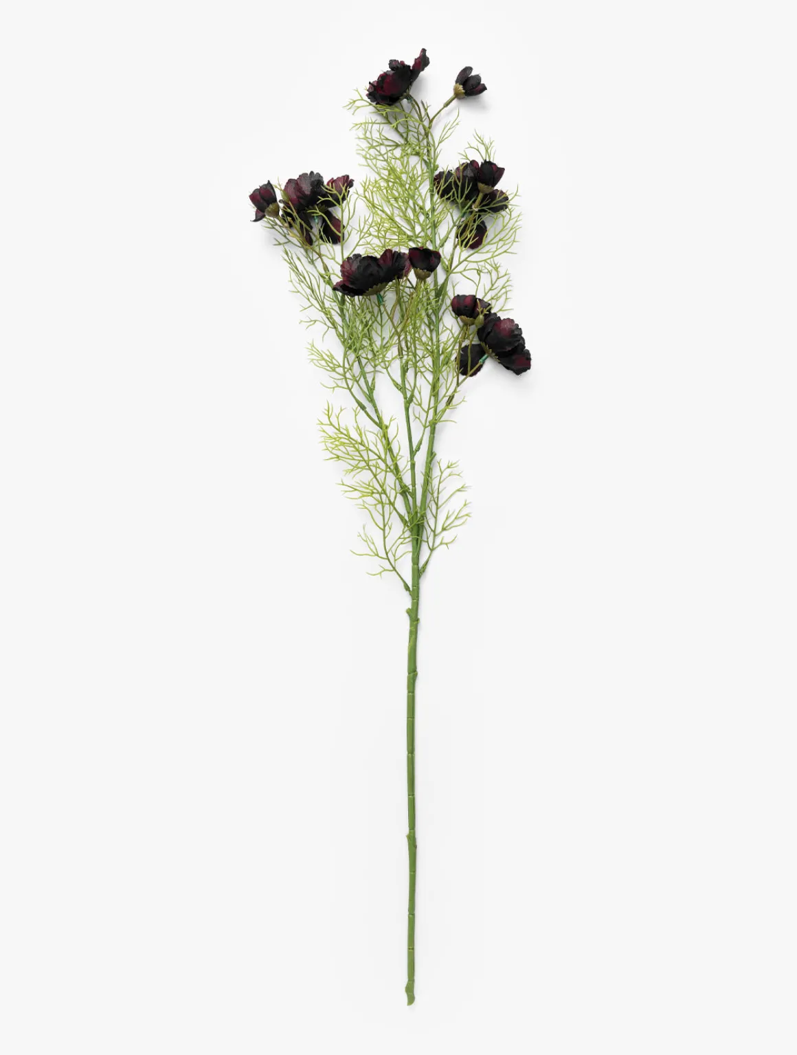 Burgundy Cosmos Stem