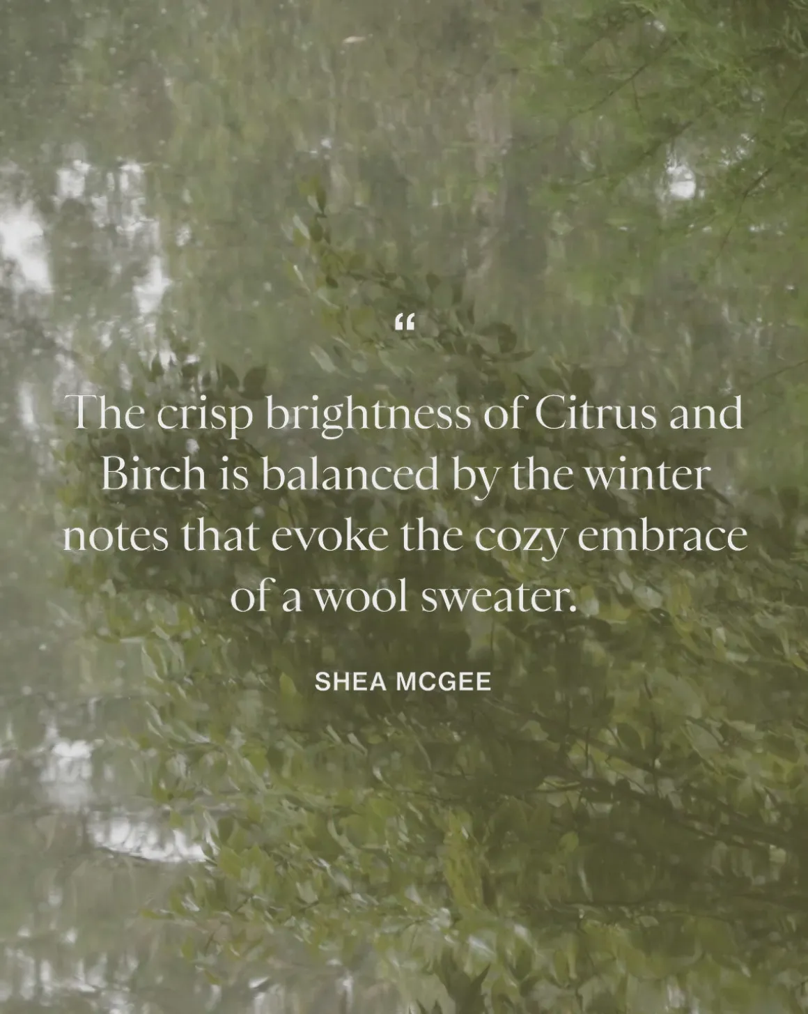 Citrus & Birch Candle