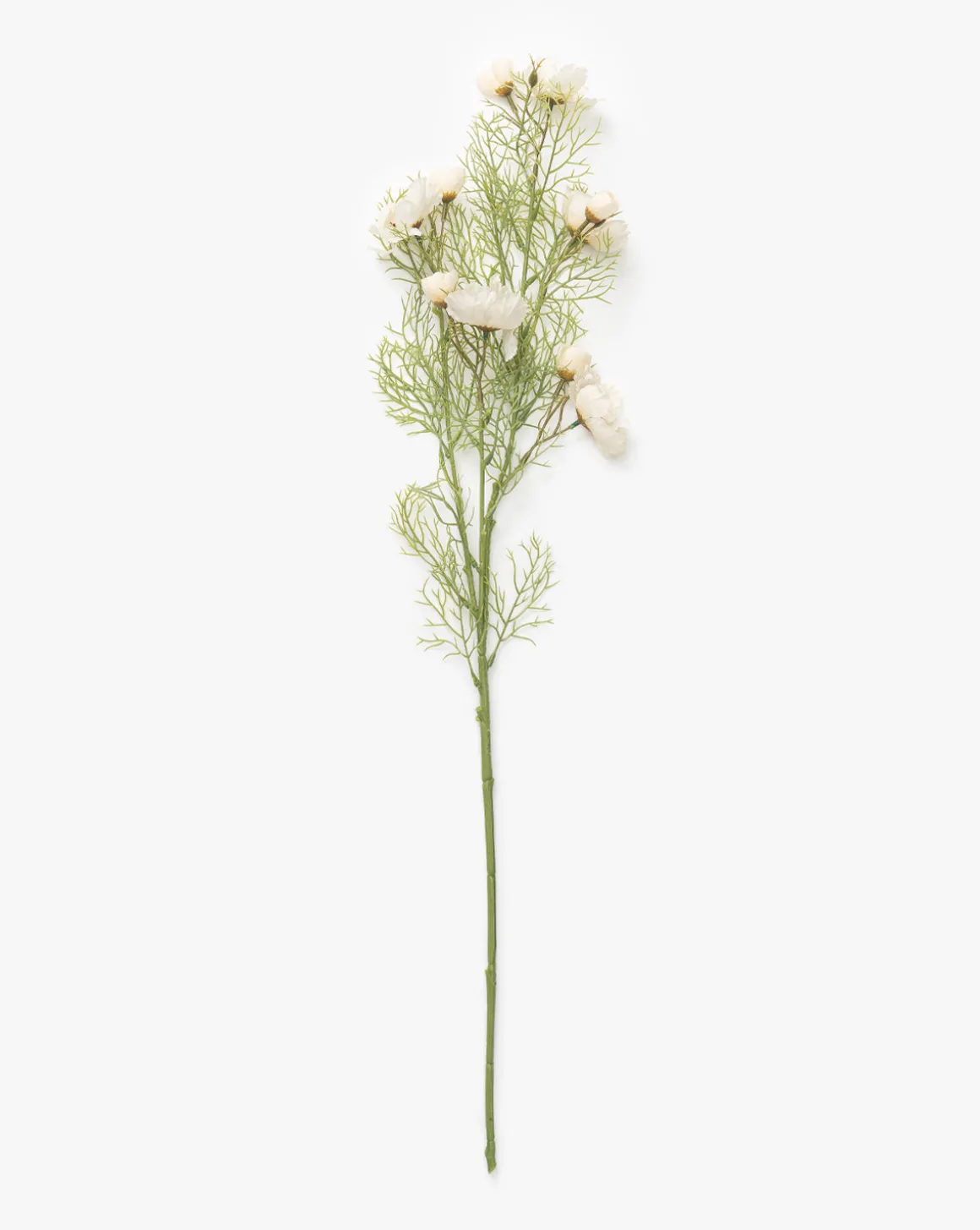 Cream Cosmos Stem