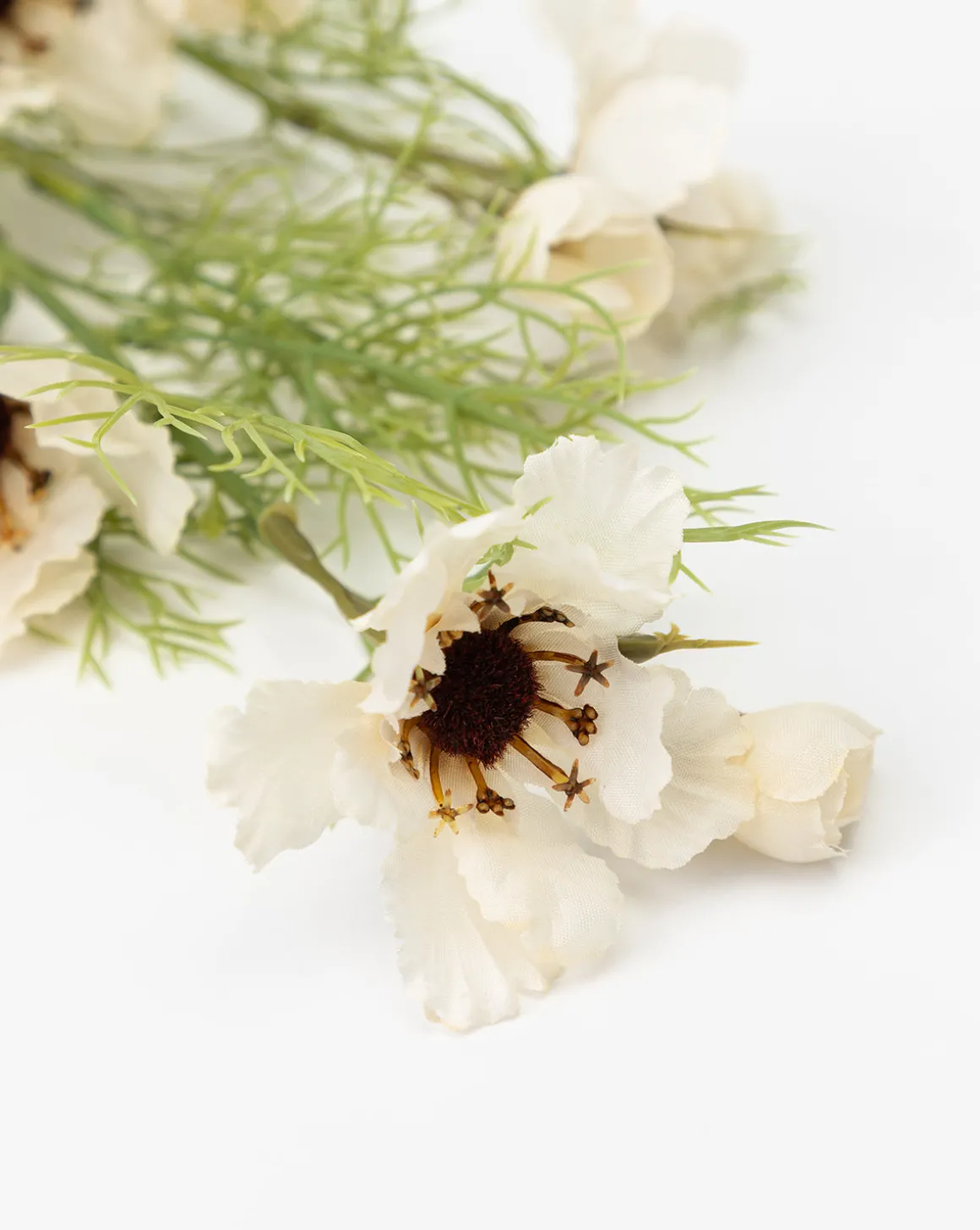 Cream Cosmos Stem
