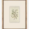 Delicate Floral ll