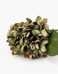 Green Hydrangea Stem