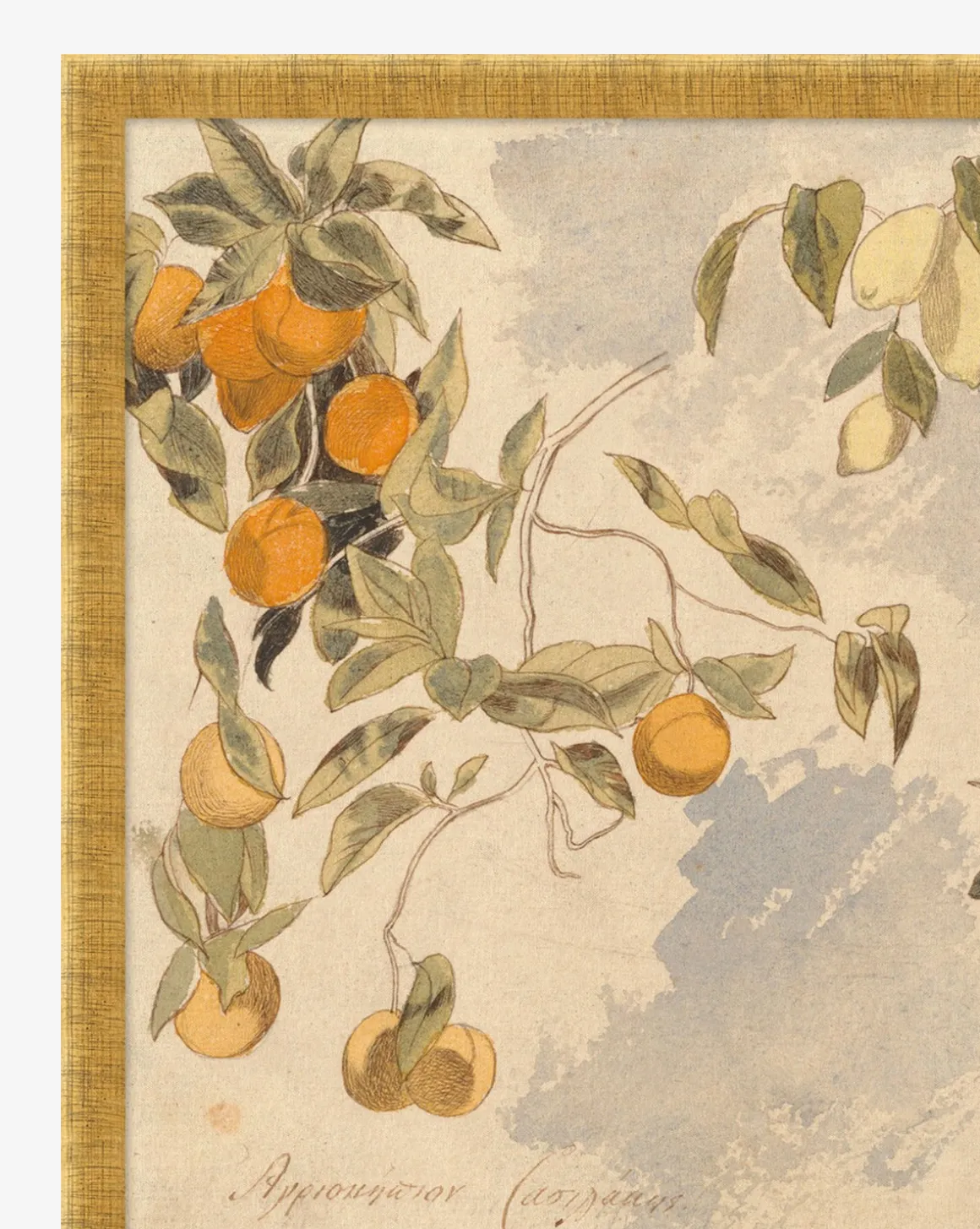 Lemons & Oranges