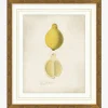 Lemon Study