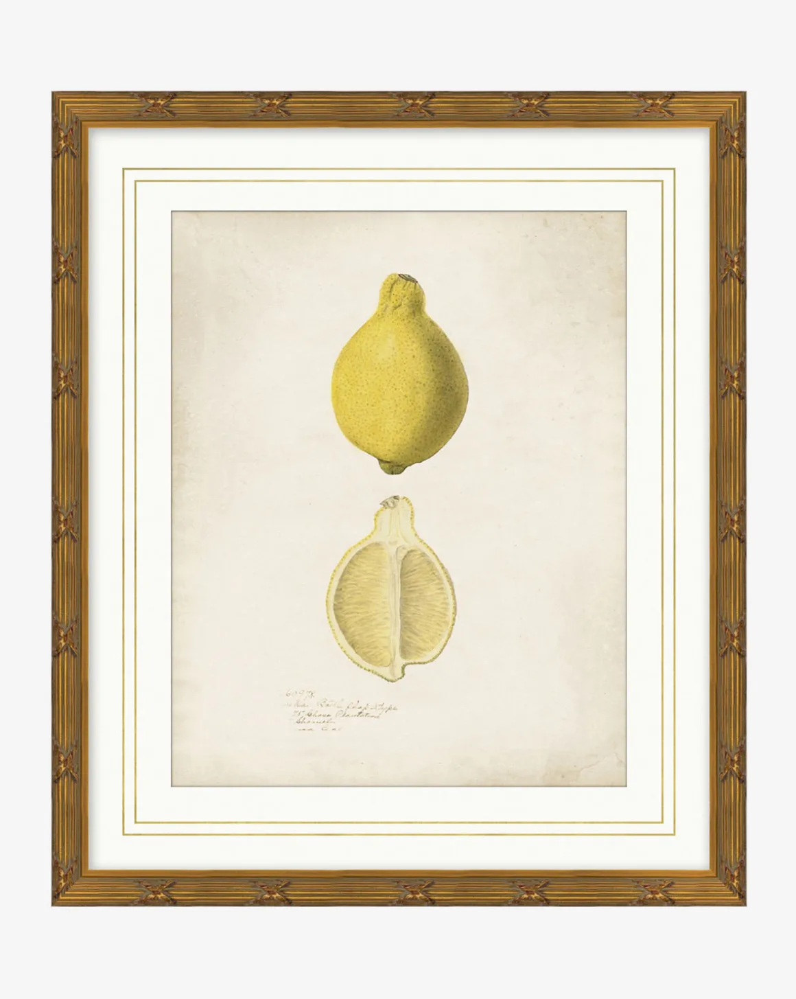 Lemon Study