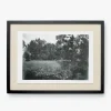 Muted Florida Pines by Carol Haymon
