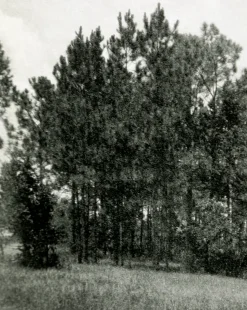 Muted Florida Pines by Carol Haymon