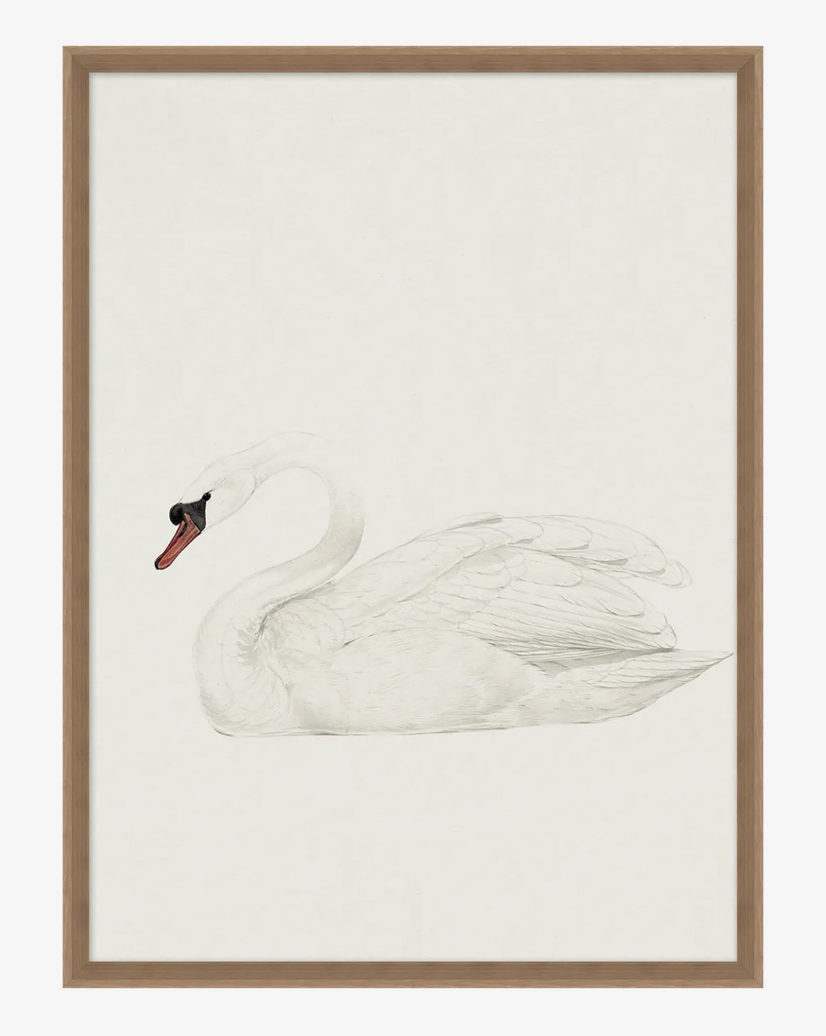 Neutral Swan