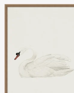 Neutral Swan