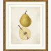 Pear Study