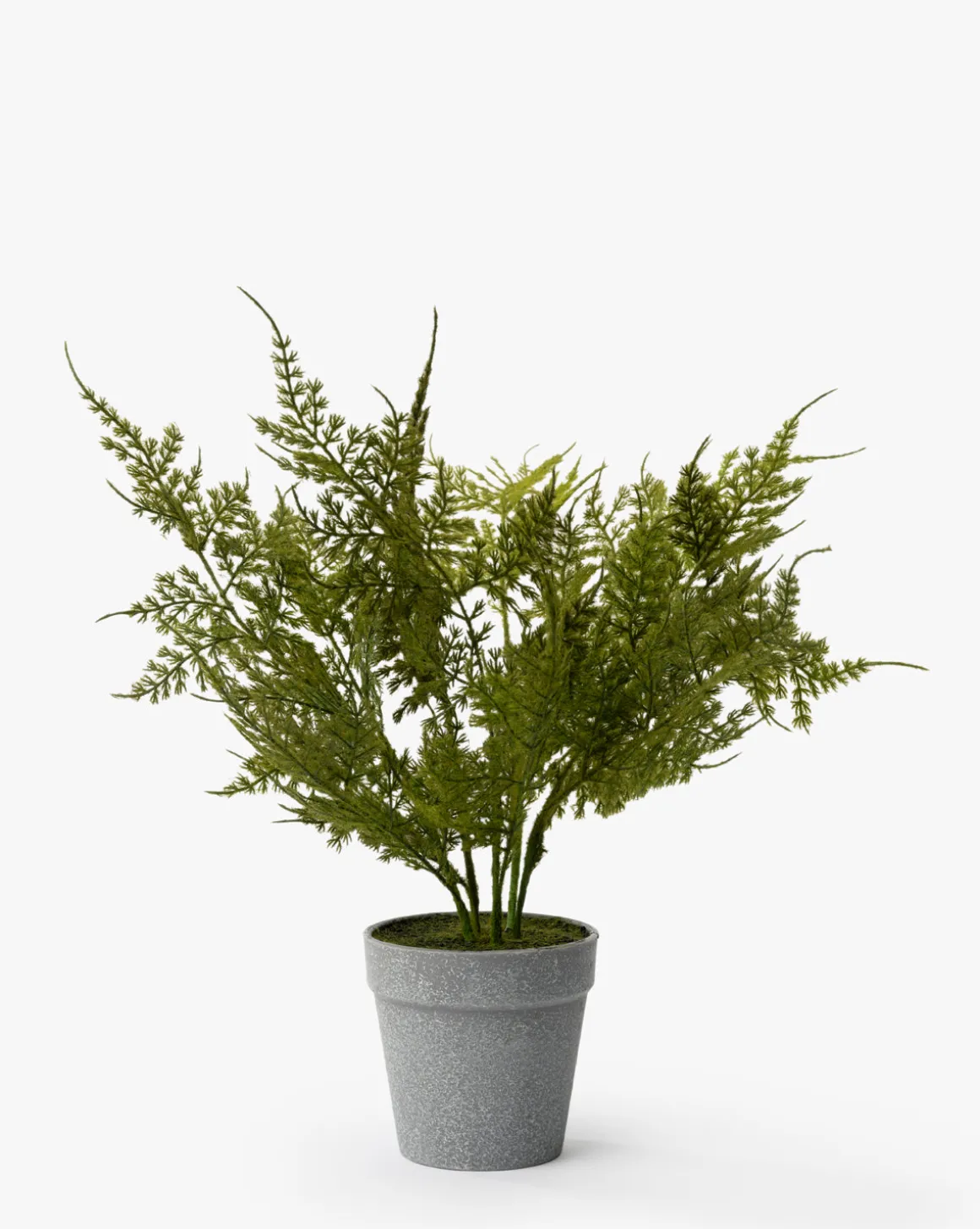 Plumosa Fern Drop-In