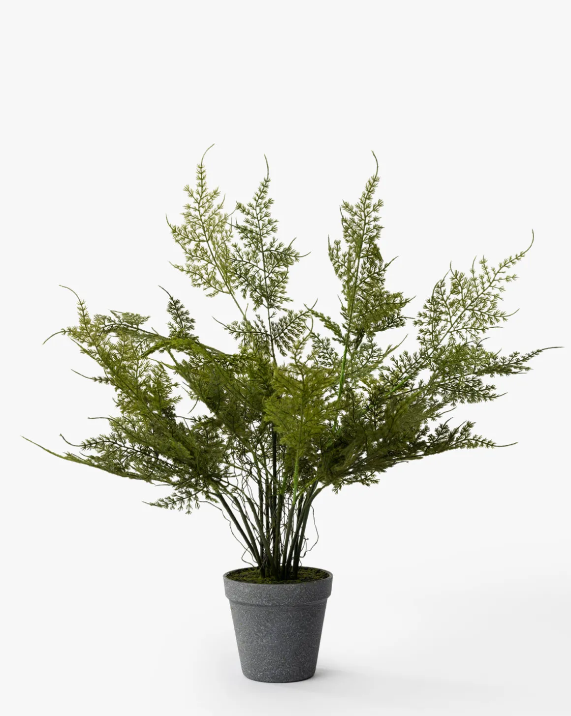 Plumosa Fern Drop-In