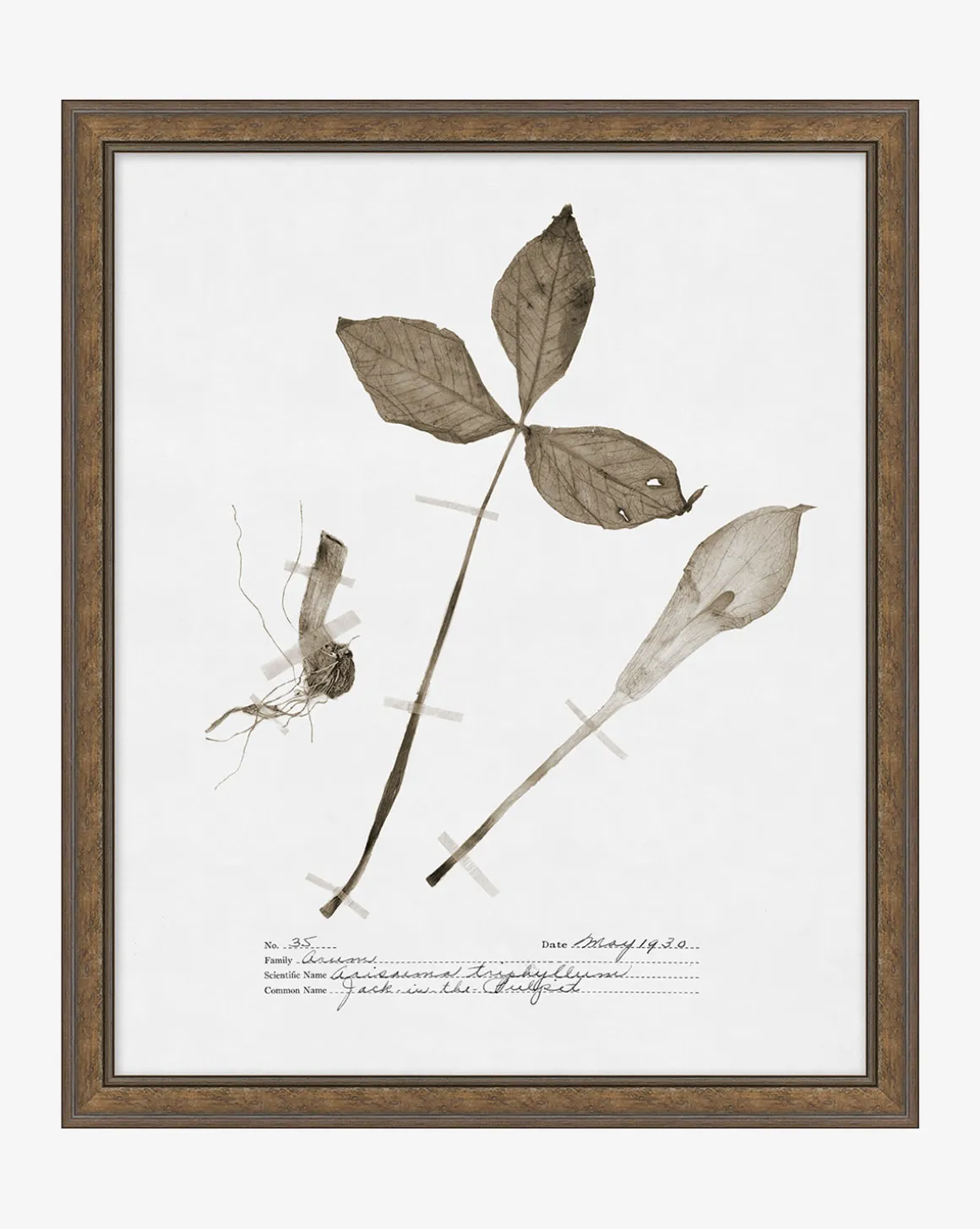 Subdued Botanicals III